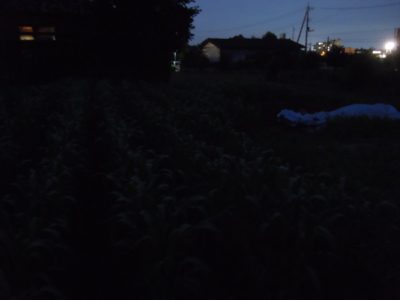 夜の畑